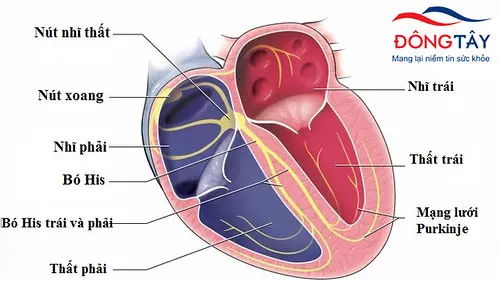 Hệ thống dẫn truyền tín hiệu điện trong trái tim bị tổn thương có thể gây rối loạn nhịp tim.webp